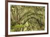 Live oaks draped in Spanish moss at sunrise, Circle B Bar Reserve, Polk County, near Lakeland, Flor-Adam Jones-Framed Photographic Print