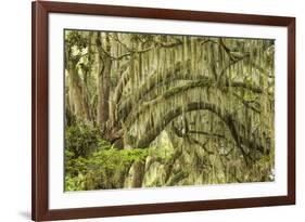 Live oaks draped in Spanish moss at sunrise, Circle B Bar Reserve, Polk County, near Lakeland, Flor-Adam Jones-Framed Photographic Print