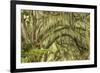 Live oaks draped in Spanish moss at sunrise, Circle B Bar Reserve, Polk County, near Lakeland, Flor-Adam Jones-Framed Photographic Print