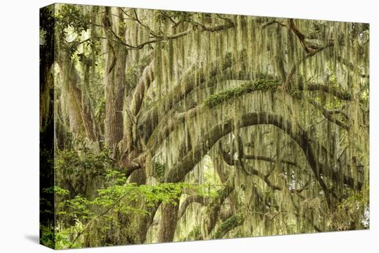 Live oaks draped in Spanish moss at sunrise, Circle B Bar Reserve, Polk County, near Lakeland, Flor-Adam Jones-Stretched Canvas