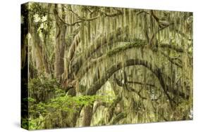 Live oaks draped in Spanish moss at sunrise, Circle B Bar Reserve, Polk County, near Lakeland, Flor-Adam Jones-Stretched Canvas