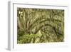 Live oaks draped in Spanish moss at sunrise, Circle B Bar Reserve, Polk County, near Lakeland, Flor-Adam Jones-Framed Photographic Print