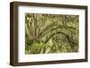 Live oaks draped in Spanish moss at sunrise, Circle B Bar Reserve, Polk County, near Lakeland, Flor-Adam Jones-Framed Photographic Print