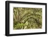 Live oaks draped in Spanish moss at sunrise, Circle B Bar Reserve, Polk County, near Lakeland, Flor-Adam Jones-Framed Photographic Print