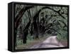 Live Oaks Line a Dirt Road, Cumberland Island, Georgia, USA-Gavriel Jecan-Framed Stretched Canvas