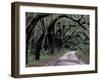 Live Oaks Line a Dirt Road, Cumberland Island, Georgia, USA-Gavriel Jecan-Framed Premium Photographic Print