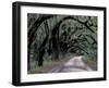 Live Oaks Line a Dirt Road, Cumberland Island, Georgia, USA-Gavriel Jecan-Framed Premium Photographic Print