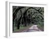 Live Oaks Line a Dirt Road, Cumberland Island, Georgia, USA-Gavriel Jecan-Framed Premium Photographic Print