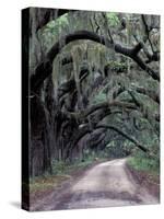 Live Oaks Line a Dirt Road, Cumberland Island, Georgia, USA-Gavriel Jecan-Stretched Canvas