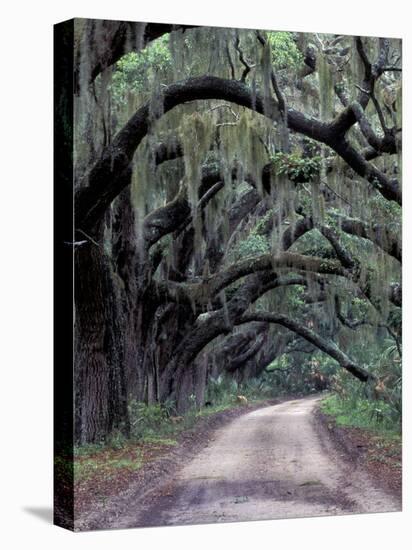 Live Oaks Line a Dirt Road, Cumberland Island, Georgia, USA-Gavriel Jecan-Stretched Canvas