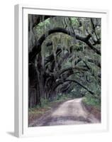 Live Oaks Line a Dirt Road, Cumberland Island, Georgia, USA-Gavriel Jecan-Framed Premium Photographic Print