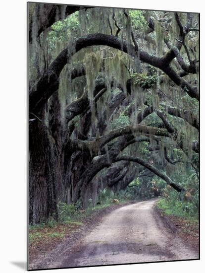 Live Oaks Line a Dirt Road, Cumberland Island, Georgia, USA-Gavriel Jecan-Mounted Premium Photographic Print