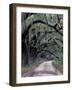 Live Oaks Line a Dirt Road, Cumberland Island, Georgia, USA-Gavriel Jecan-Framed Photographic Print