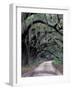 Live Oaks Line a Dirt Road, Cumberland Island, Georgia, USA-Gavriel Jecan-Framed Photographic Print