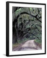 Live Oaks Line a Dirt Road, Cumberland Island, Georgia, USA-Gavriel Jecan-Framed Photographic Print