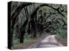 Live Oaks Line a Dirt Road, Cumberland Island, Georgia, USA-Gavriel Jecan-Stretched Canvas