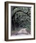 Live Oaks Line a Dirt Road, Cumberland Island, Georgia, USA-Gavriel Jecan-Framed Photographic Print