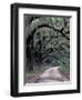 Live Oaks Line a Dirt Road, Cumberland Island, Georgia, USA-Gavriel Jecan-Framed Photographic Print