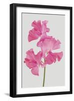 Lively Floral - Harmony-Ben Wood-Framed Giclee Print