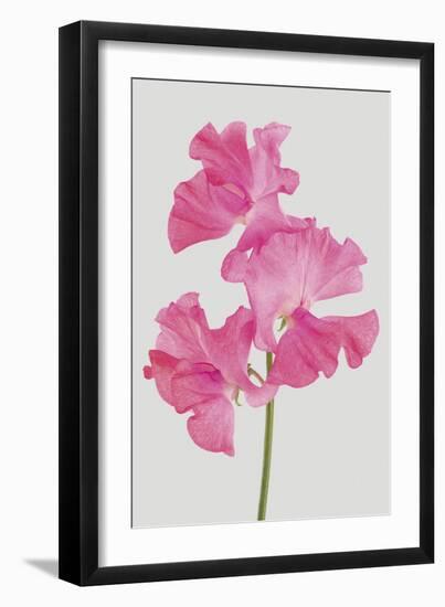 Lively Floral - Harmony-Ben Wood-Framed Giclee Print