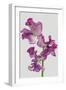 Lively Floral - Lullaby-Ben Wood-Framed Giclee Print