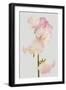Lively Floral - Melody-Ben Wood-Framed Giclee Print