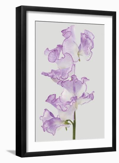 Lively Floral - Unison-Ben Wood-Framed Giclee Print