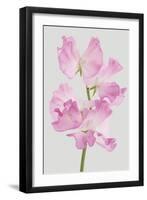 Lively Floral - Unity-Ben Wood-Framed Giclee Print