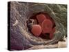 Liver Capillary, SEM-Steve Gschmeissner-Stretched Canvas