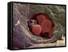 Liver Capillary, SEM-Steve Gschmeissner-Framed Stretched Canvas