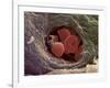 Liver Capillary, SEM-Steve Gschmeissner-Framed Photographic Print