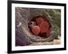 Liver Capillary, SEM-Steve Gschmeissner-Framed Photographic Print