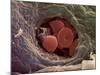 Liver Capillary, SEM-Steve Gschmeissner-Mounted Photographic Print