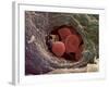 Liver Capillary, SEM-Steve Gschmeissner-Framed Photographic Print