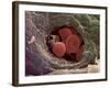 Liver Capillary, SEM-Steve Gschmeissner-Framed Photographic Print