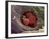 Liver Capillary, SEM-Steve Gschmeissner-Framed Photographic Print