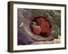 Liver Capillary, SEM-Steve Gschmeissner-Framed Photographic Print