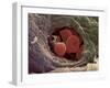 Liver Capillary, SEM-Steve Gschmeissner-Framed Photographic Print