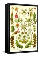 Liver Warts-Ernst Haeckel-Framed Stretched Canvas