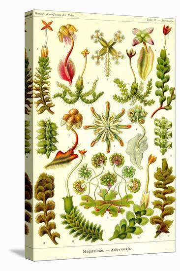 Liver Warts-Ernst Haeckel-Stretched Canvas