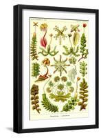 Liver Warts-Ernst Haeckel-Framed Art Print