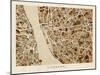 Liverpool England City Street Map-Michael Tompsett-Mounted Art Print