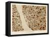 Liverpool England City Street Map-Michael Tompsett-Framed Stretched Canvas