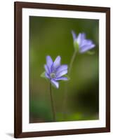 Liverworts, Hepatica nobilis, Kellerwald, Hessia, Germany-Michael Jaeschke-Framed Photographic Print