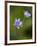 Liverworts, Hepatica nobilis, Kellerwald, Hessia, Germany-Michael Jaeschke-Framed Photographic Print