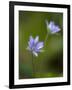 Liverworts, Hepatica nobilis, Kellerwald, Hessia, Germany-Michael Jaeschke-Framed Photographic Print