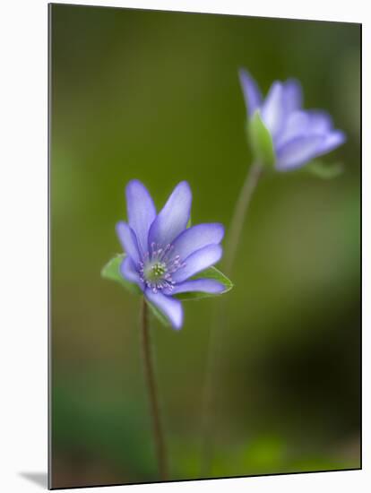 Liverworts, Hepatica nobilis, Kellerwald, Hessia, Germany-Michael Jaeschke-Mounted Photographic Print