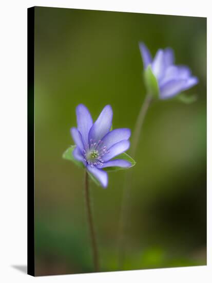 Liverworts, Hepatica nobilis, Kellerwald, Hessia, Germany-Michael Jaeschke-Stretched Canvas