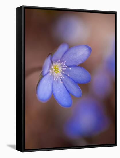 Liverworts, Hepatica nobilis, Kellerwald, Hessia, Germany-Michael Jaeschke-Framed Stretched Canvas