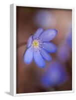 Liverworts, Hepatica nobilis, Kellerwald, Hessia, Germany-Michael Jaeschke-Framed Photographic Print